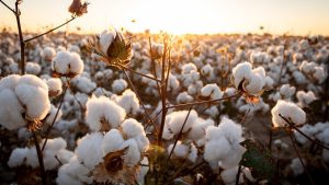 What Came to be Called “Cotton”?
