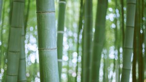 What’s Straight, Green, Food for Pandas, and a Great Material for Clothes?… Bamboo! (Bamboo Fibre) 