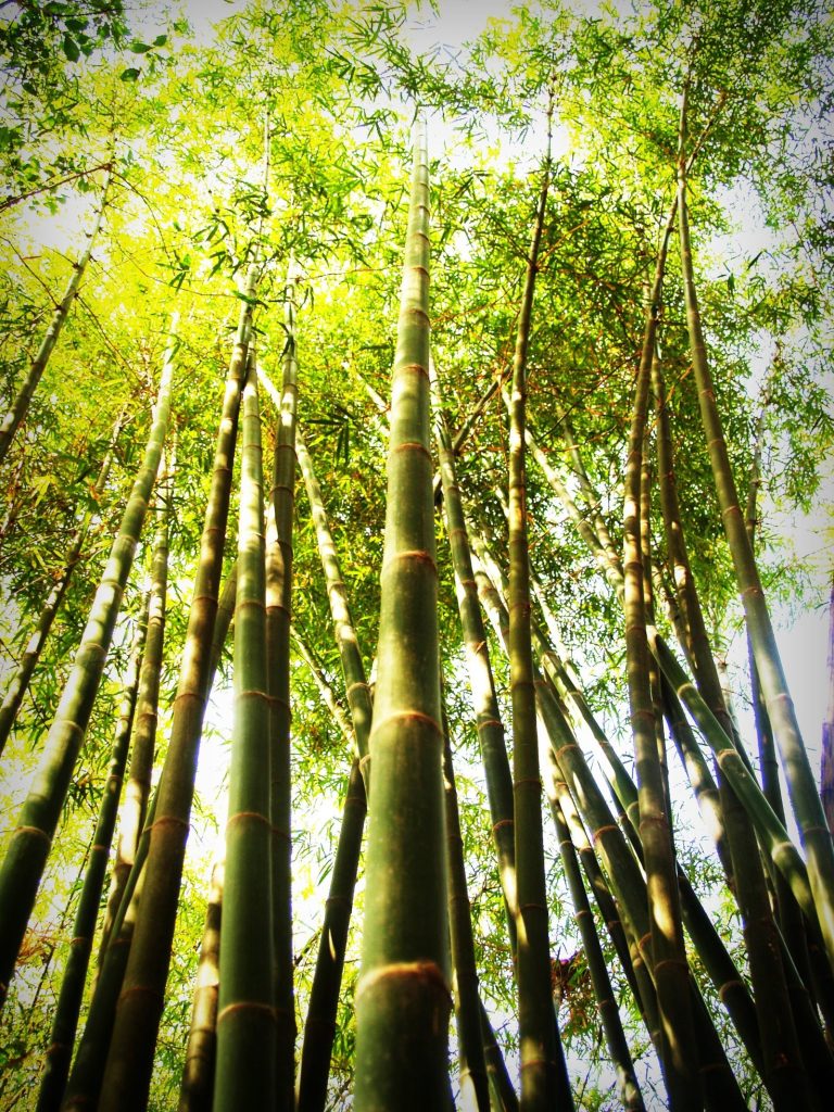 kain cotton bambu paramatex 1