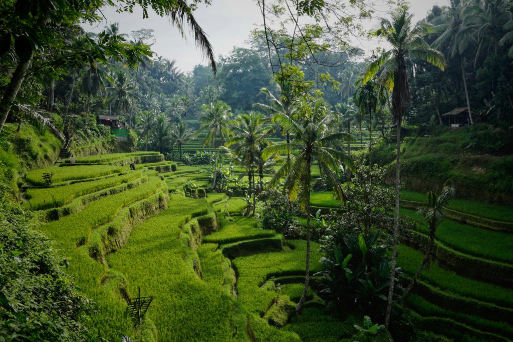 Explore ubud